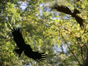 Volyňská hřbitovní galerie Na shledanou vyrábět a prodávat ochranné fólie se siluetami dravců.