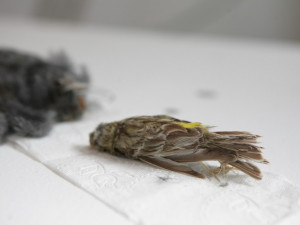 Volyňská hřbitovní galerie Na shledanou vyrábět a prodávat ochranné fólie se siluetami dravců.