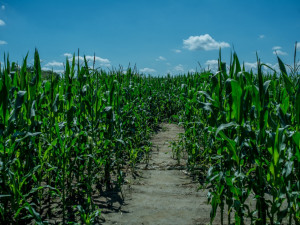 Kukuřičné bludiště