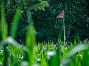 Kukuřičné bludiště