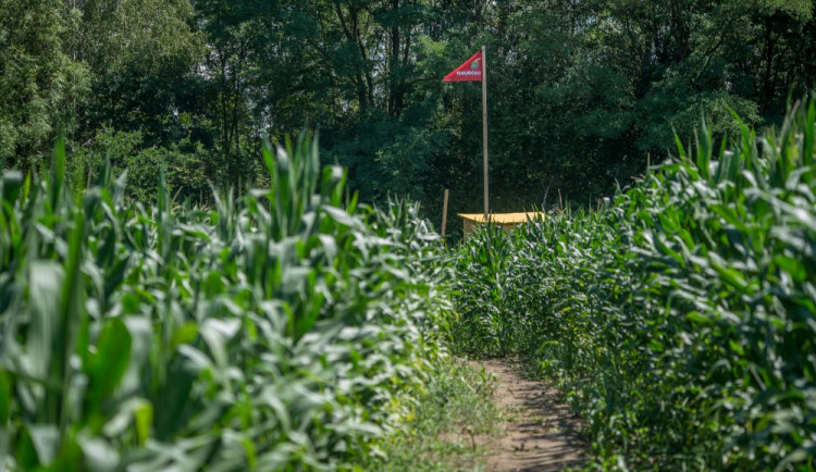 Kukuřičné bludiště