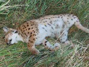 Na konci června došlo ke střetu automobilu a kojící rysice na trase mezi Vimperkem a Volyní.