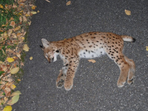 Rysí kotě nepřežilo srážku s autem u Javorné.