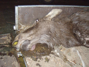 Mladá samice losa byla sražena na pravé straně Lipna v polovině března.