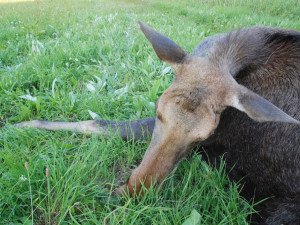 Druhá losice byla sražena v polovině června u obce Studánky za Vyšším Brodem.