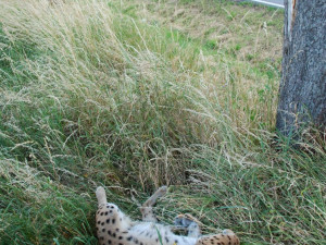Na konci června došlo ke střetu automobilu a kojící rysice na trase mezi Vimperkem a Volyní.