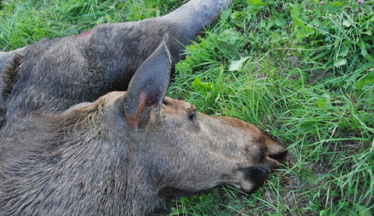 V polovině července zase řidič osobního automobilu nedokázal zabránit srážce se samicí losa evropského nedaleko Frymburku u Lipna.