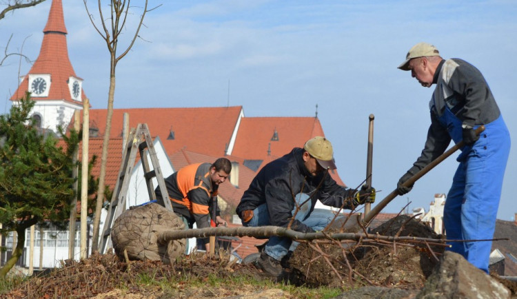 Na jihu Čech v minulosti vysadili s příspěvkem Nadace ČEZ stromy například v Netolicích.