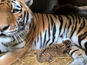 V ZOO Dvorec přišlo na svět mládě tygra ussurijského