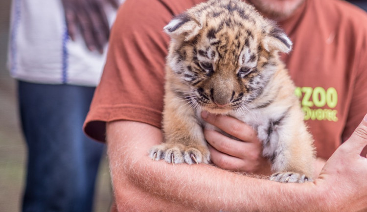 ZOO Dvorec oslavila 10. narozeniny. A pokřtila malého tygra ussurijského