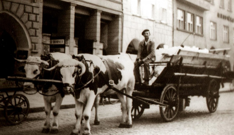 DRBNA HISTORIČKA: Volský potah na náměstí