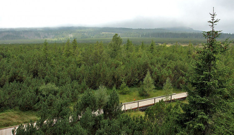 Národní park Šumava požádal o vydání zákazu vstupu do některých lesů