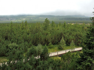 Národní park Šumava požádal o vydání zákazu vstupu do některých lesů