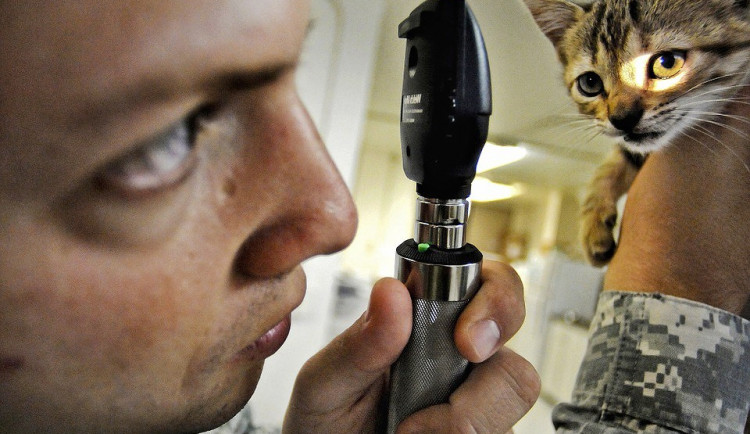 Zájem o studium veterinářství na největší jihočeské zemědělské škole je pořád obrovský