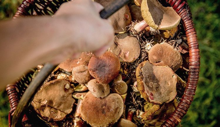 Policisté v lesích hledali dva ztracené houbaře
