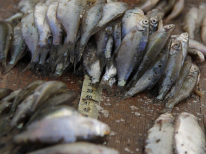 Hydrobiologové provedli rozsáhlý průzkum lipenské nádrže, který má mimo jiné zmapovat stav populace candátů.