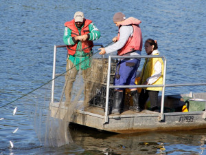 Hydrobiologové provedli rozsáhlý průzkum lipenské nádrže, který má mimo jiné zmapovat stav populace candátů.