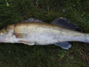 Hydrobiologové provedli rozsáhlý průzkum lipenské nádrže, který má mimo jiné zmapovat stav populace candátů.
