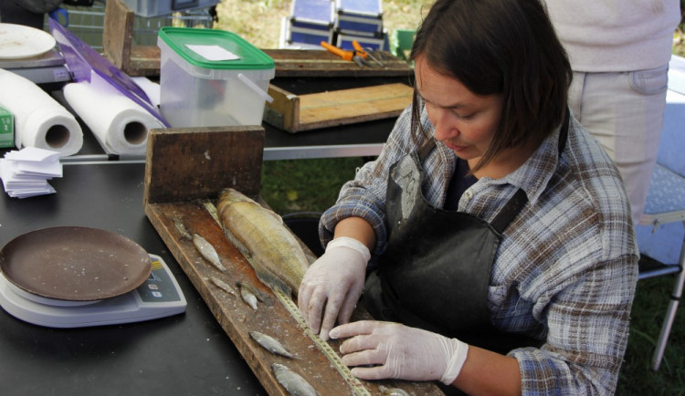 Hydrobiologové provedli rozsáhlý průzkum lipenské nádrže, který má mimo jiné zmapovat stav populace candátů.