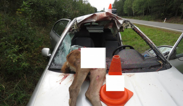 Srážka laně s automobilem skončila vážným zraněním řidiče.