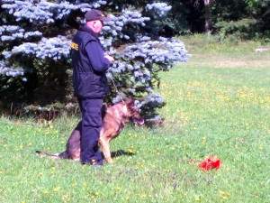 Prachatický policejní psovod Jaroslav Čejka a jeho německý ovčák Chasan se umístili na krásné druhé příčce a stali se tak vicemistrem ve vyhledávání drog. 