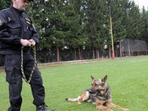 Prachatický policejní psovod Jaroslav Čejka a jeho německý ovčák Chasan se umístili na krásné druhé příčce a stali se tak vicemistrem ve vyhledávání drog. 