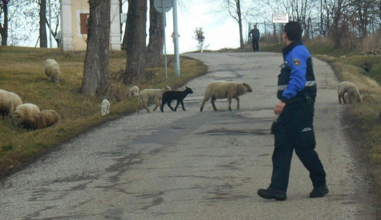 Strážníci vyjížděli k vzácnému kouhoutovi a toulavé ovci