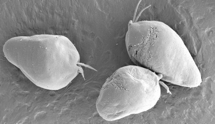 Diplonema papillatum - obrázek ze skenovacího elektronového mikroskopu.