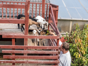 Zahradnictví Střítež Boškovi