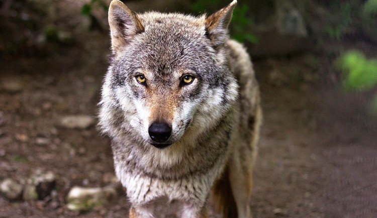 Z výběhu v bavorském parku uteklo šest vlků