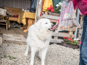 Ňaminky, ty pejskům chutnají.