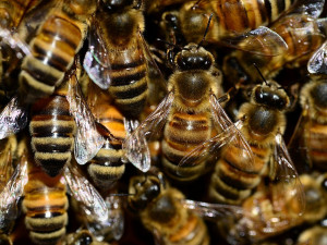 Letem včelím světem představí organizované včelaření na Českobudějovicku