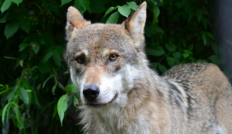 V Bavorsku zastřelili dalšího z uprchlých vlků