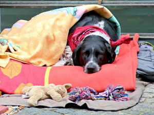 Veterinářka bude zdarma očkovat a odčervovat psí bezdomovce