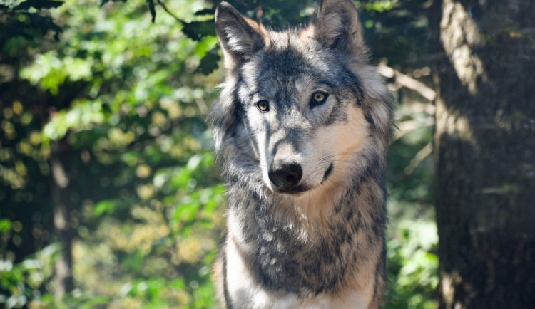 Bavorsko vypsalo odměnu na dopadení člověka, který vypustil vlky