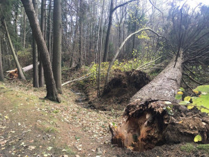 Víkendová vichřice vyvrátila desítky tisíc stromů na celém území Národního parku Šumava