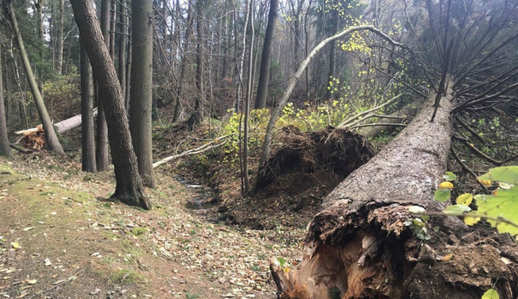 Ilustrační fotografie