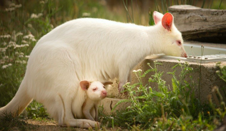 Klokani v táborské zoo