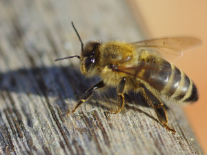 SOUTĚŽ: Výstava Letem včelím světem láká malé i velké