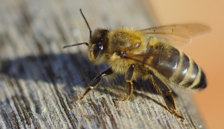 Ilustrační fotografie