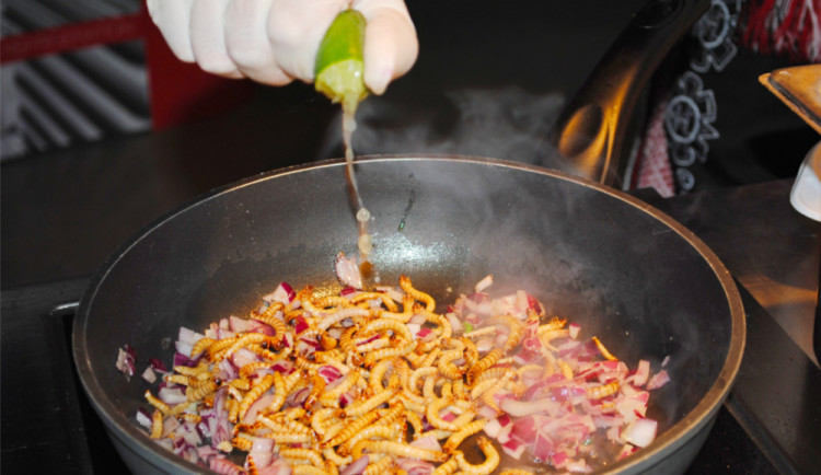 SOUTĚŽ: Na Gastrofestu ochutnáte krokodýla, žraloka i chobotnici