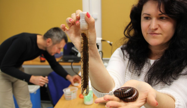 Českobudějovické Biologické centrum Akademie věd České republiky připravilo nabídku přednášek z biologických oborů pro středoškoláky, ve čtvrtek a pátek pořádá dny otevřených dveří na všech svých pracovištích.