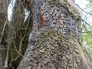 Mohutné stromy, foto: David Hauck
