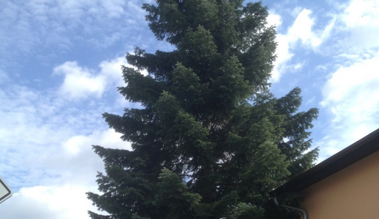 Budějckým symbolem Vánoc bude osmnáctimetrová jedle.