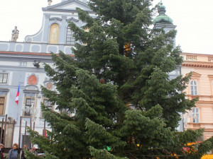Usazování vánočního stromu na buděcké náměstí, sobota 18. listopadu dopoledne.