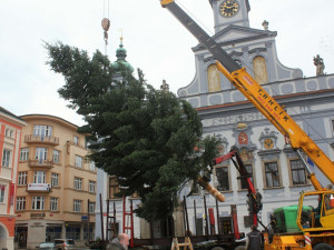 VIDEO: V Českých Budějovicích na náměstí Přemysla Otakara II. už stojí vánoční strom