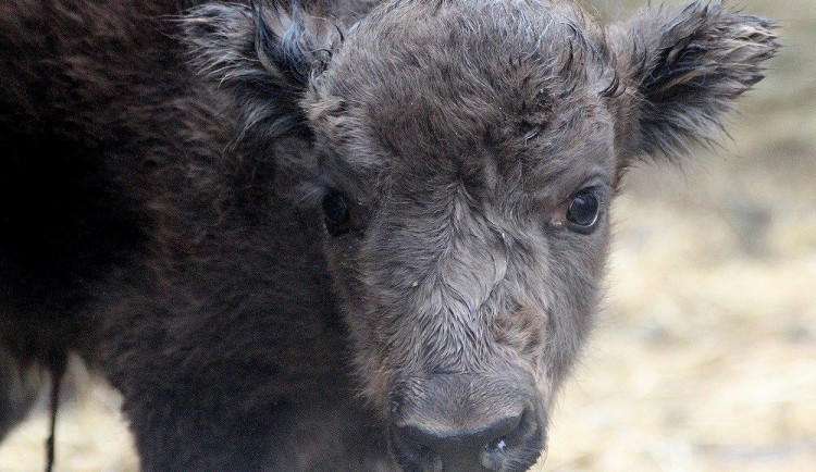 V táborské zoo se narodil první vzácný zubr.