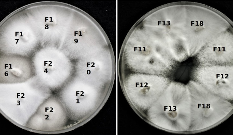 Hned tři nové viry objevil tým virologů z Biologického centra Akademie věd České republiky v Českých Budějovicích uvnitř buněk houby Sodiomyces alkalinus.