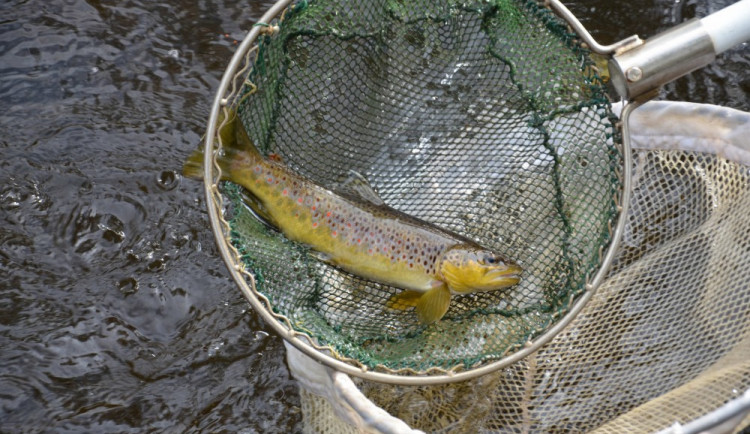 Pstruh obecný byl použit jako indikátorový druh.