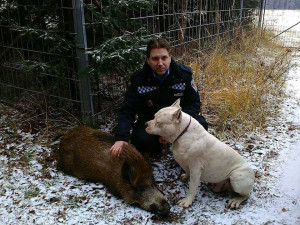 Tohle přátelství nikdo nečekal. Divočák s pitbullem vyrazili v Milevsku na výlet